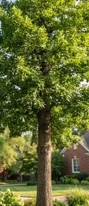 Professional tree service